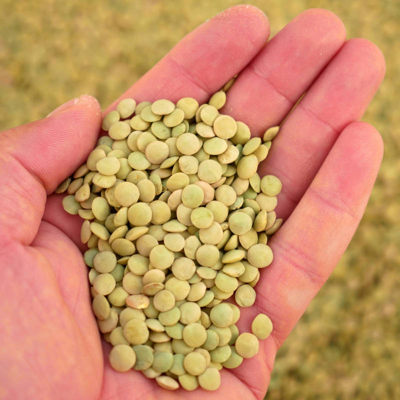 Green lentils held in a hand